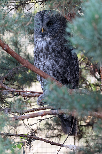 Great Grey Owl - Laplanduil